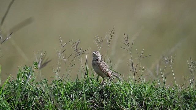 Rufous-naped Lark - ML646363148