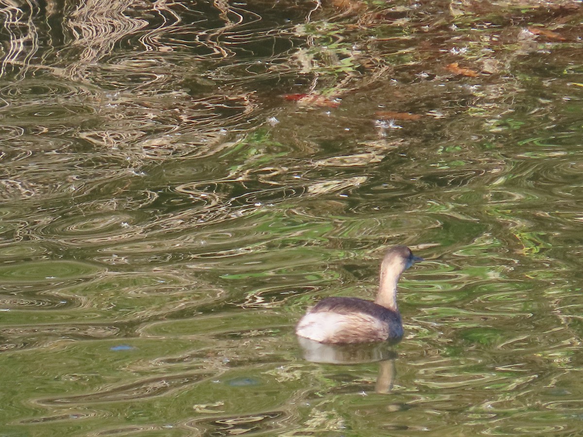 potápka černokrká - ML646363149