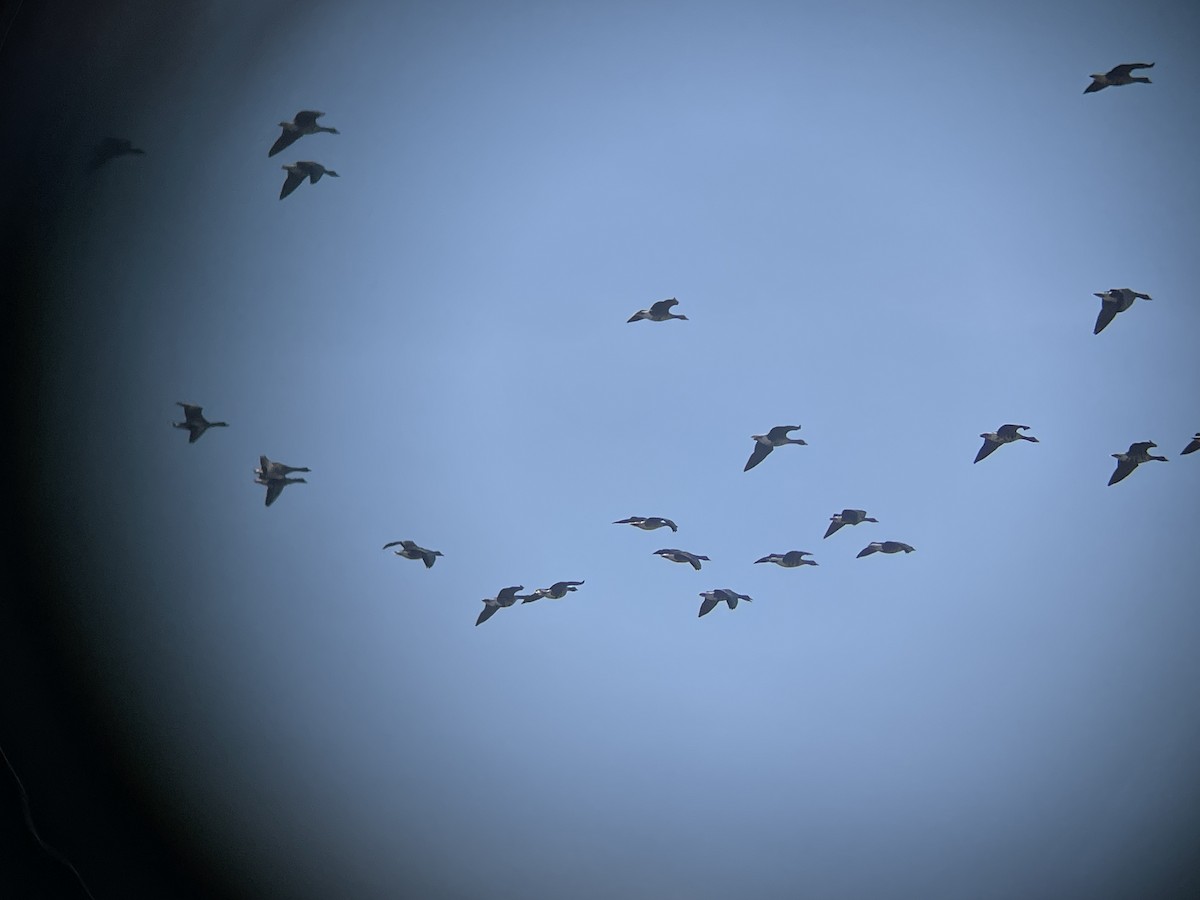 Oca lombardella - ML646363150