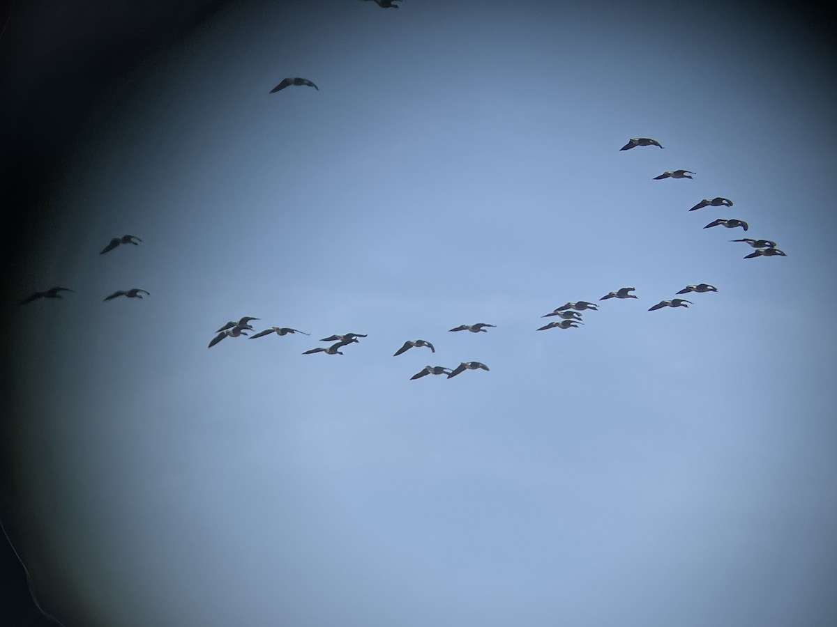 Greater White-fronted Goose - ML646363151