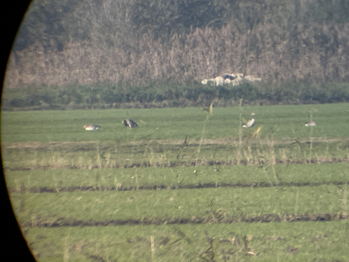 Greater White-fronted Goose - ML646363152