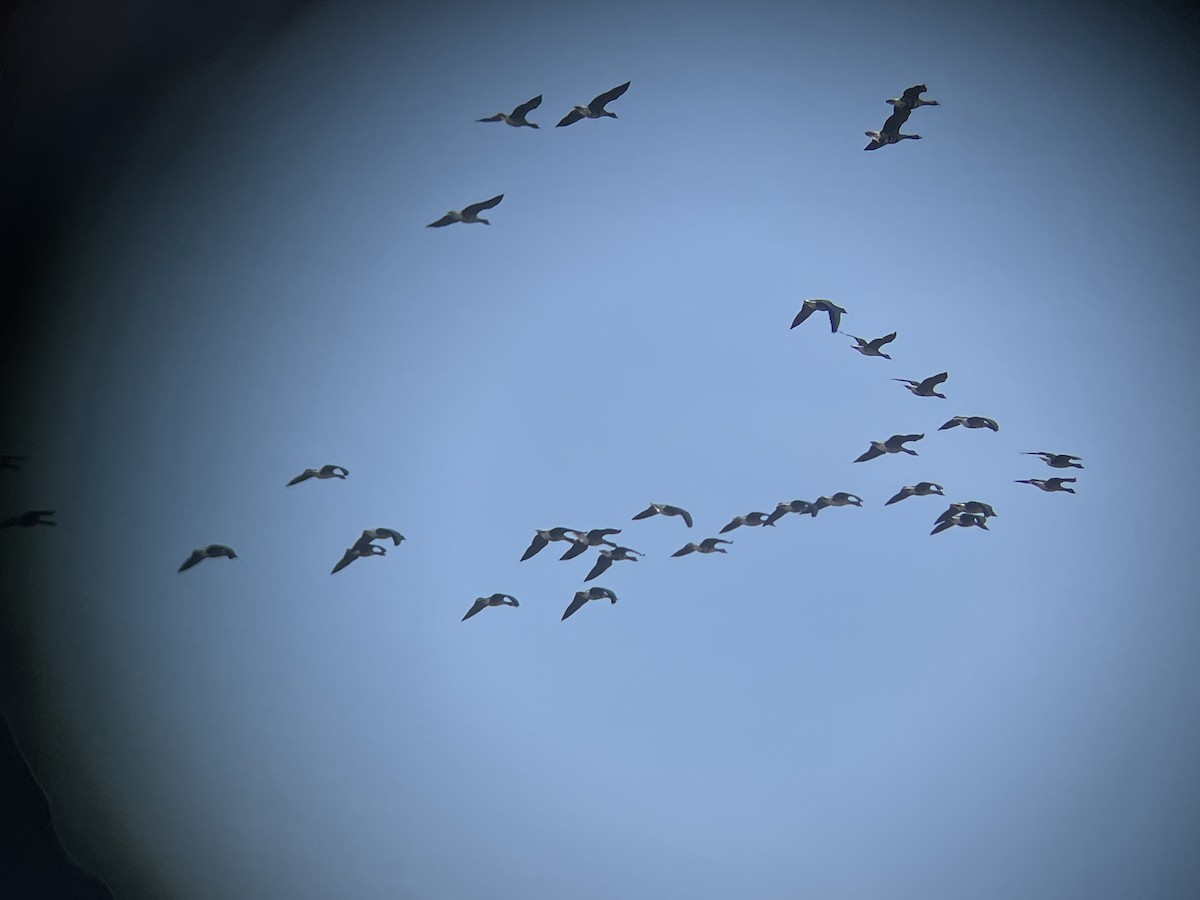 Oca lombardella - ML646363153