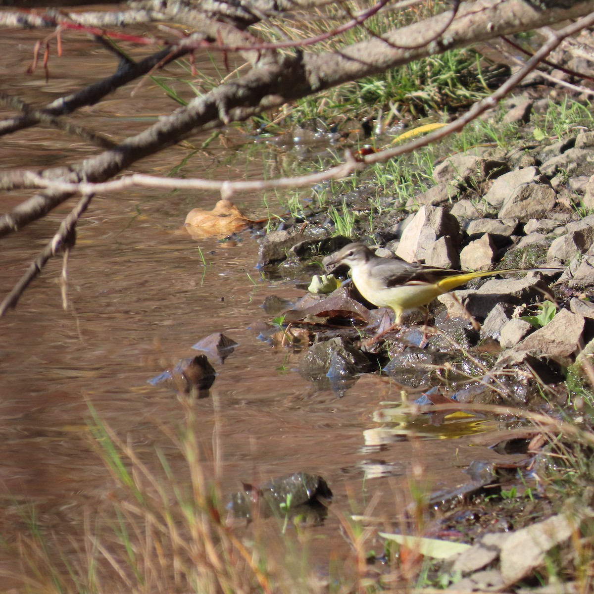 Gray Wagtail - ML646363154