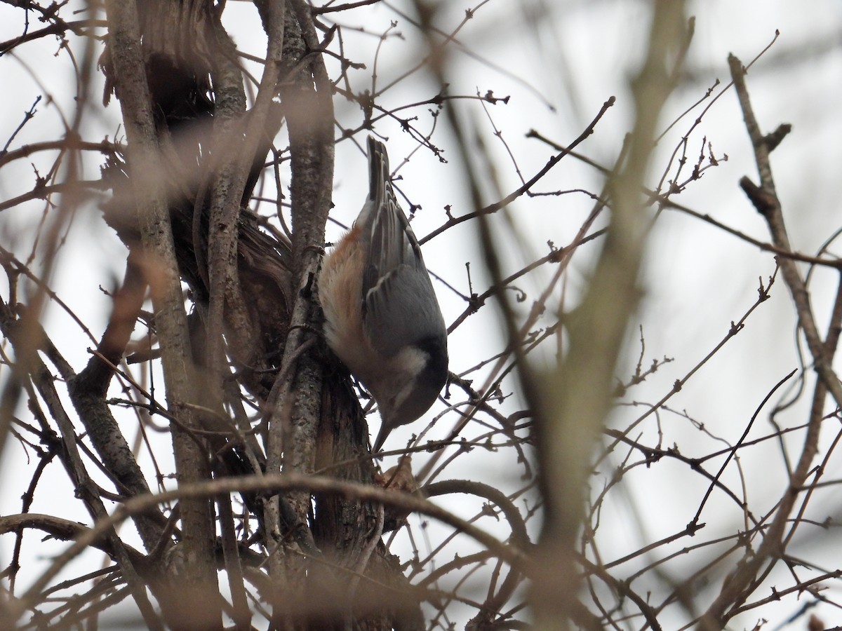 White-breasted Nuthatch - ML646363155