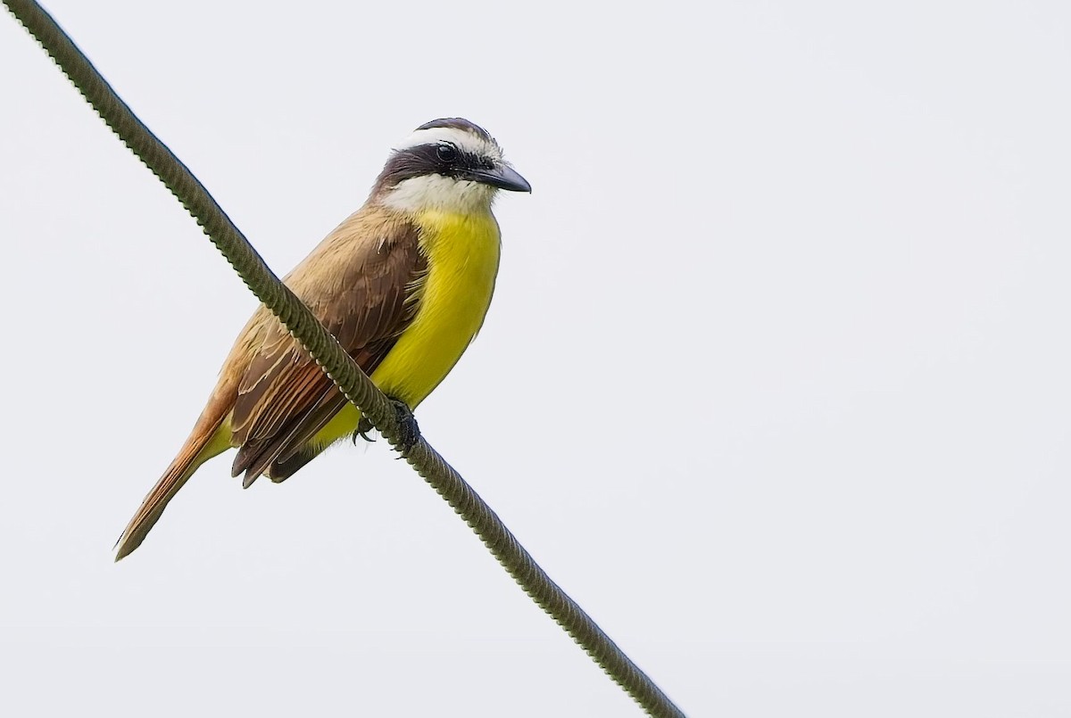 Great Kiskadee - ML646363157
