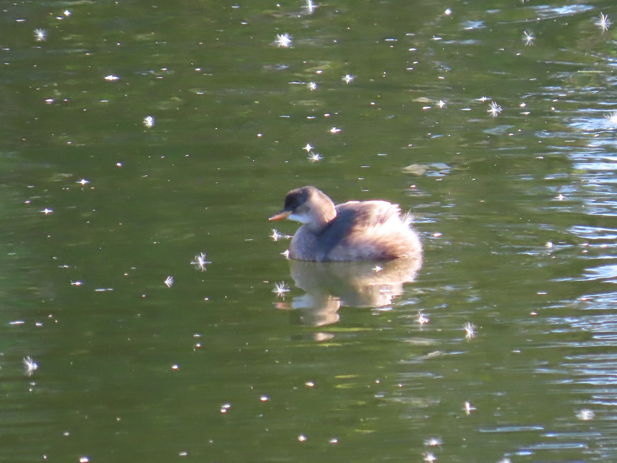 Little Grebe - ML646363158