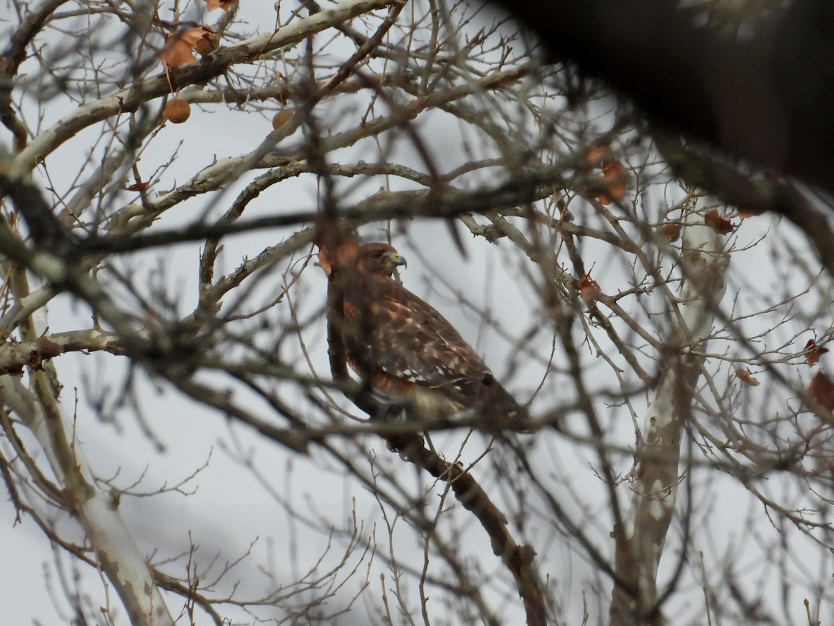 Red-shouldered Hawk - ML646363159