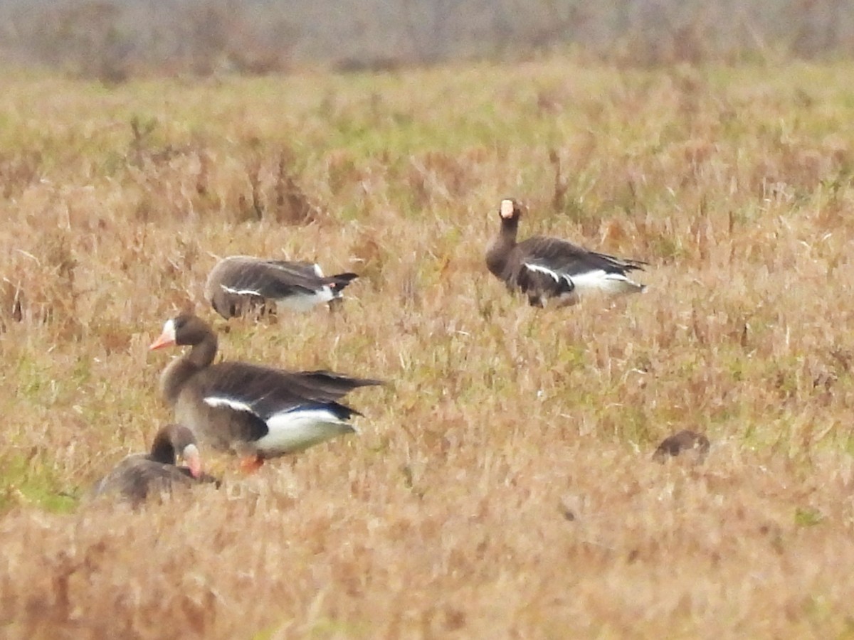 Greater White-fronted Goose - ML646363160