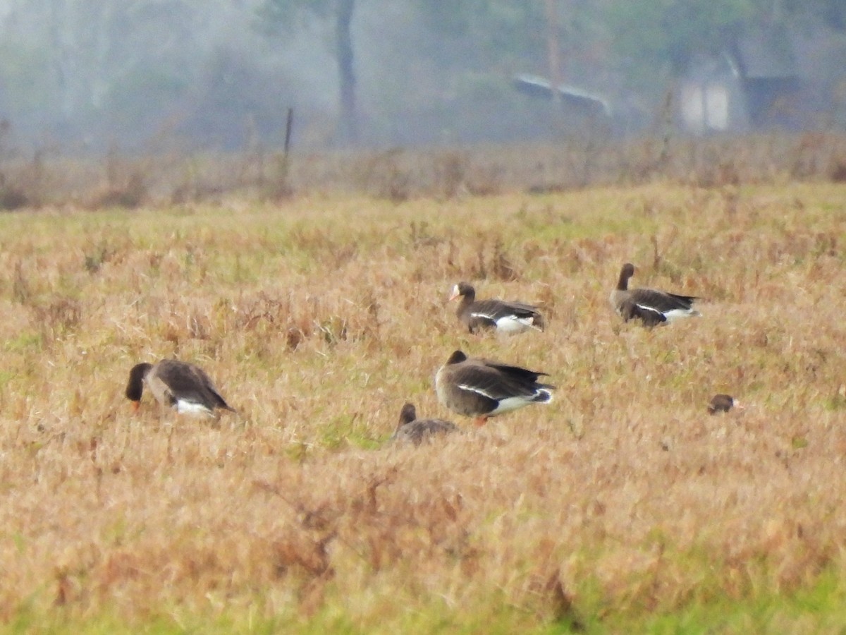Greater White-fronted Goose - ML646363161