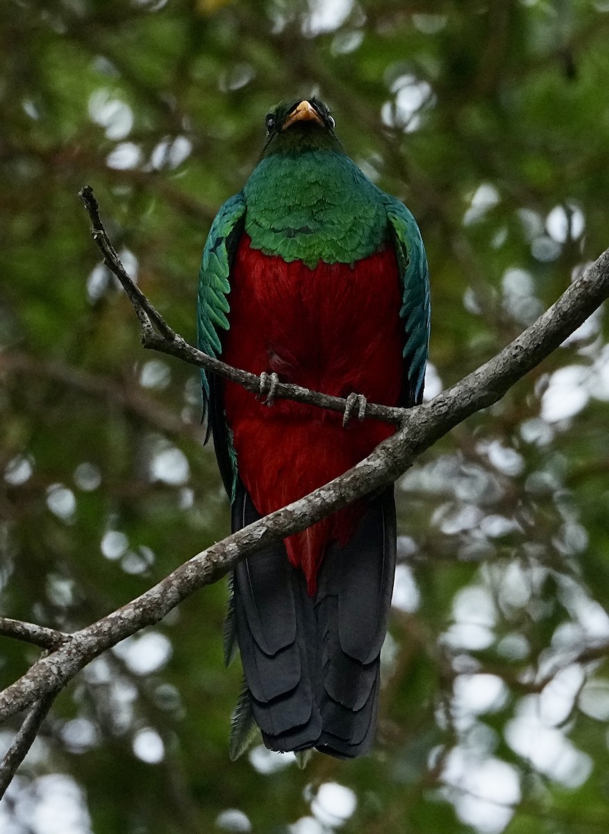 Golden-headed Quetzal - ML646363162