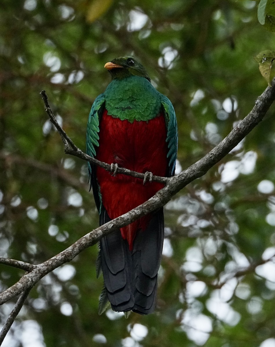 Golden-headed Quetzal - ML646363163