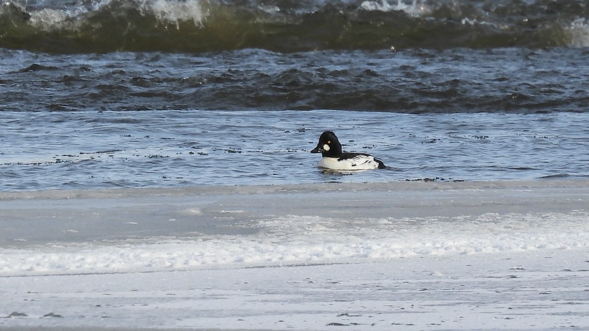 Common Goldeneye - ML646363166