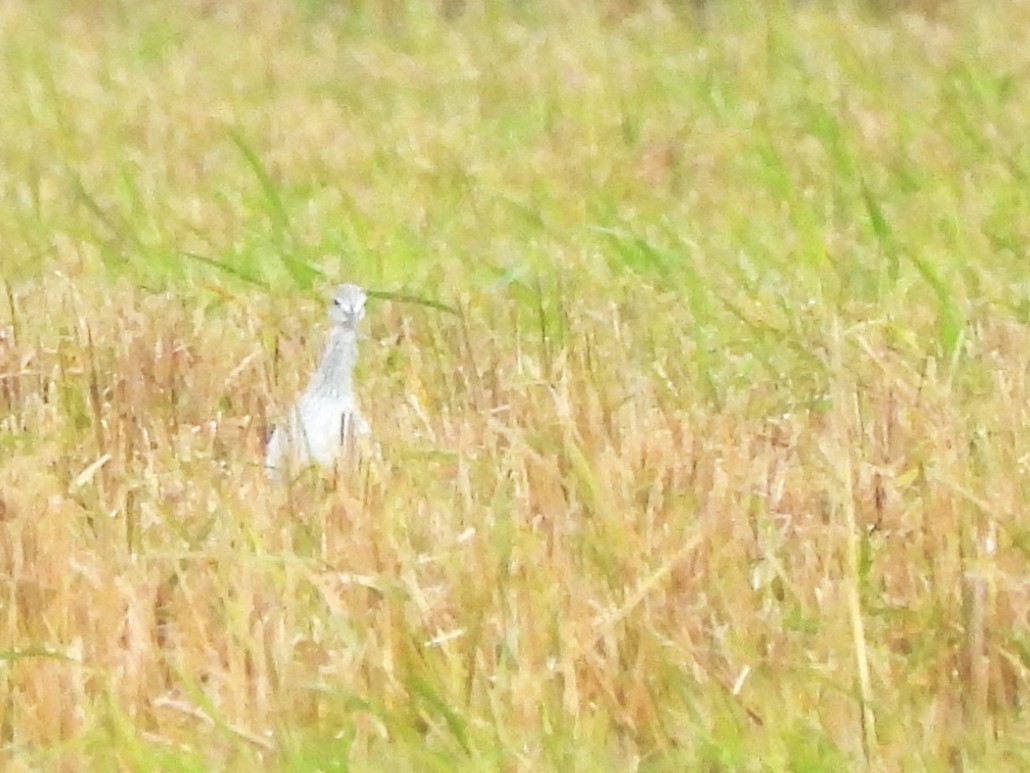 Greater Yellowlegs - ML646363167