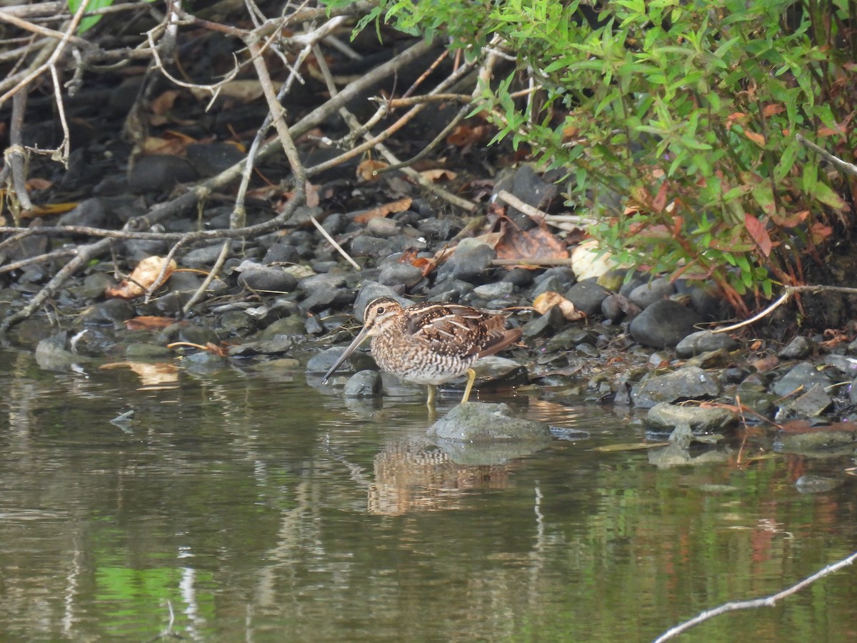Wilson's Snipe - ML646363168