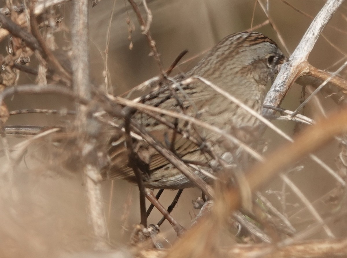 Пасовка вохриста - ML646363172