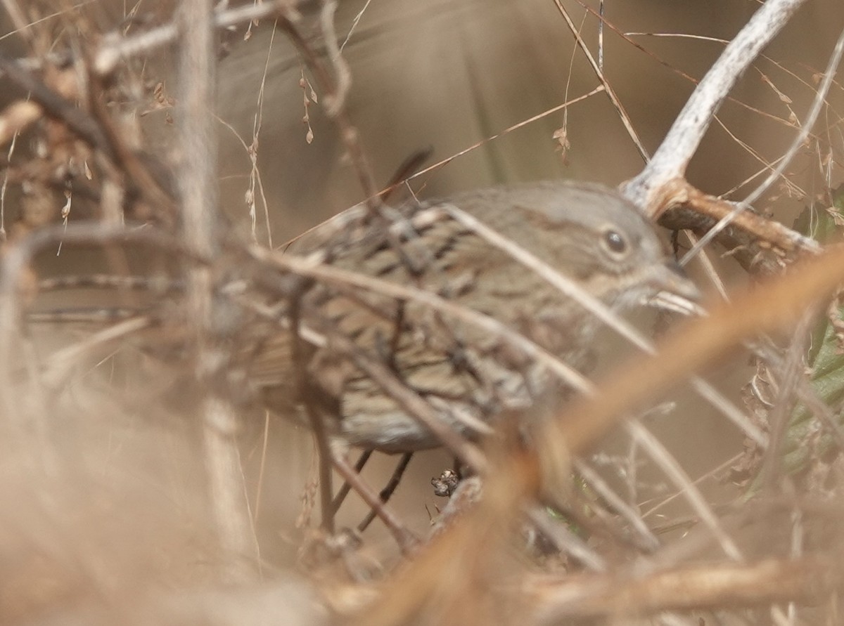 Пасовка вохриста - ML646363173