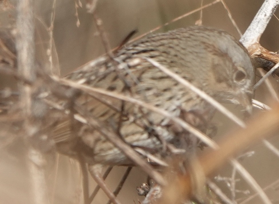 Пасовка вохриста - ML646363174