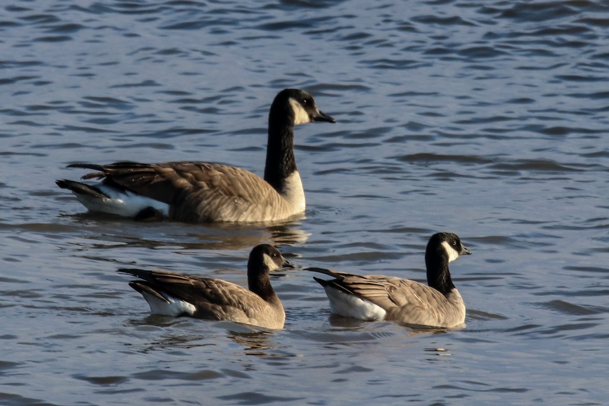Cackling Goose - ML646363175