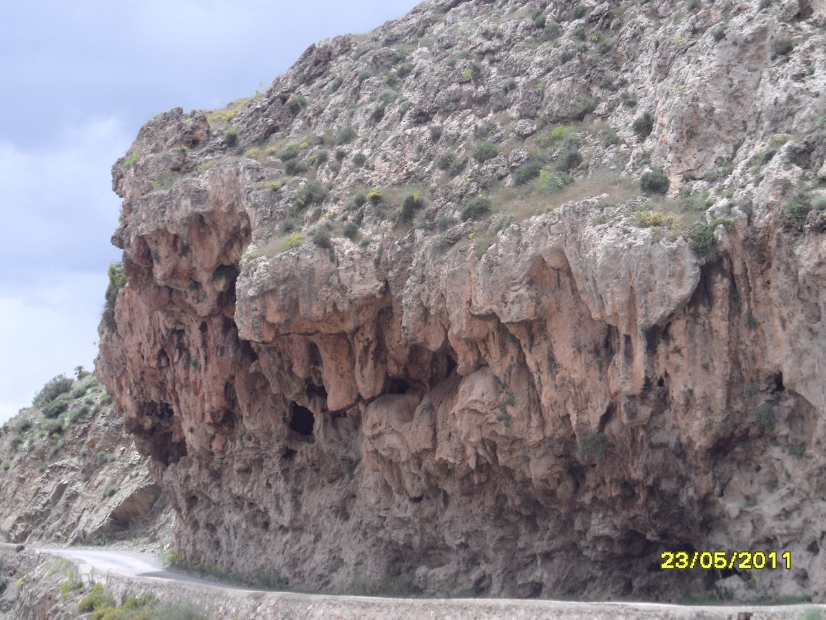 Eurasian Crag-Martin - ML646363176