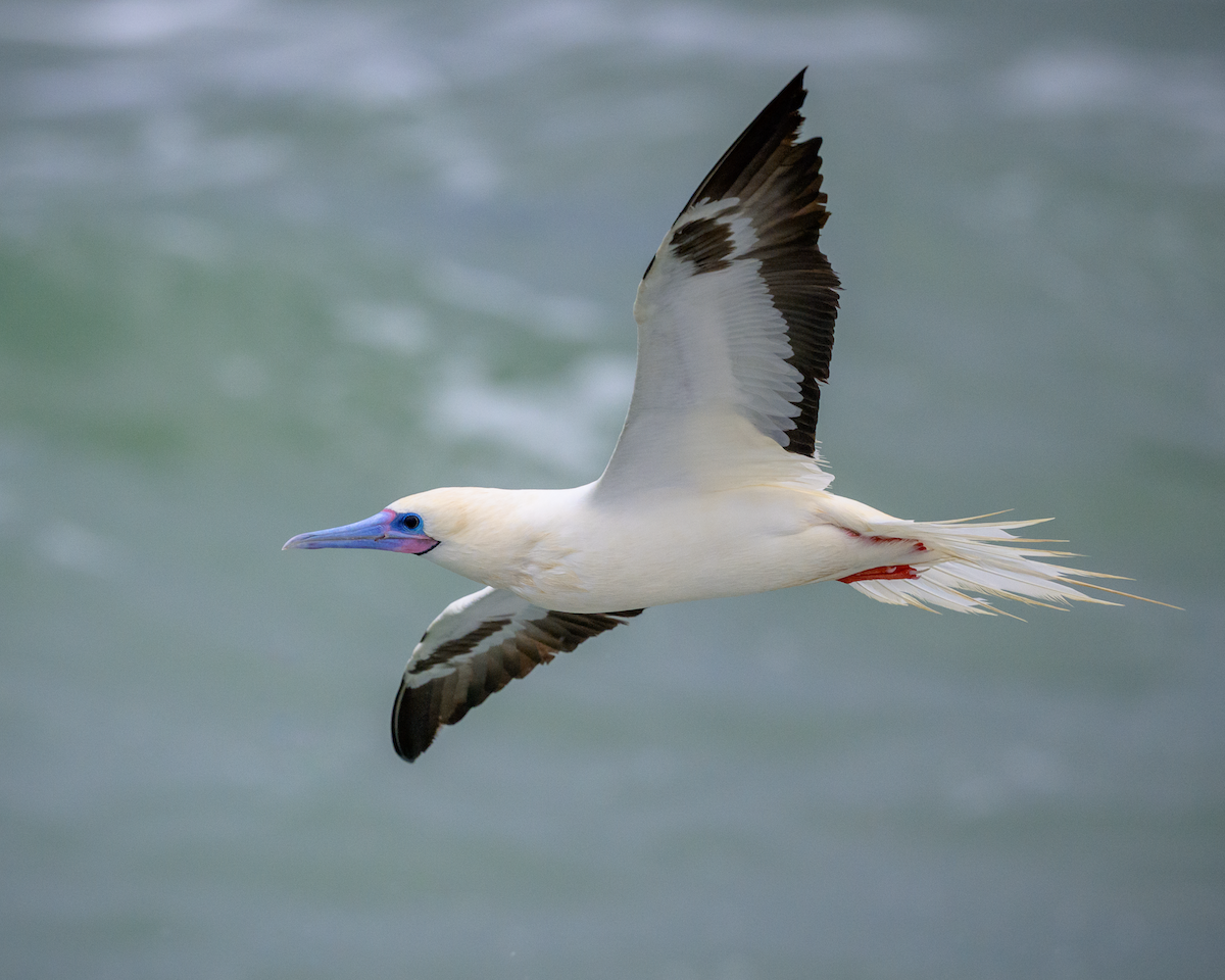 Red-footed Booby - ML646363177