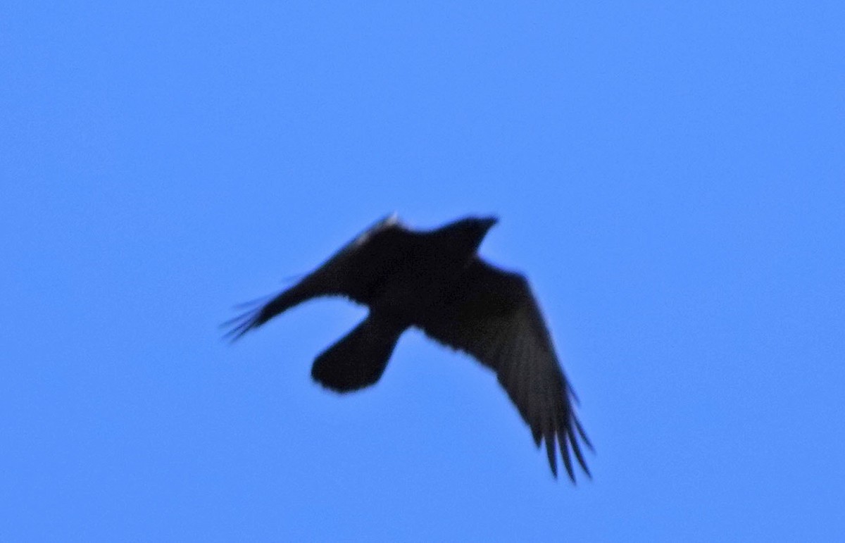 Chihuahuan Raven - ML646363178