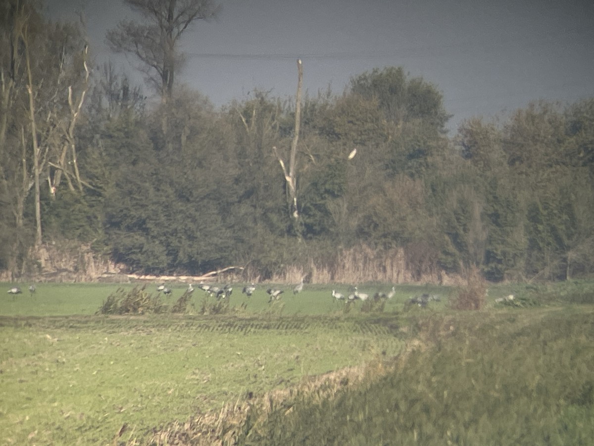 Common Crane - ML646363180