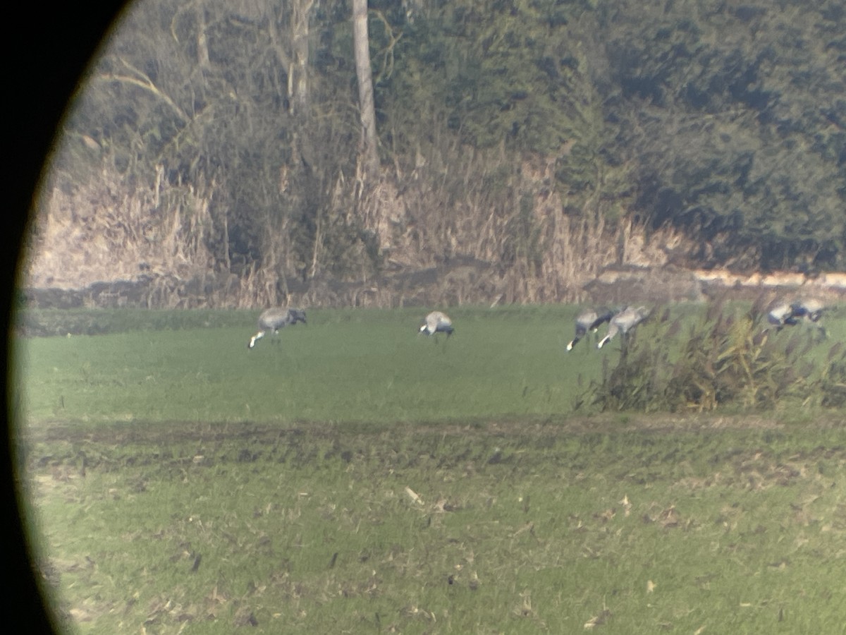 灰鶴 - ML646363181