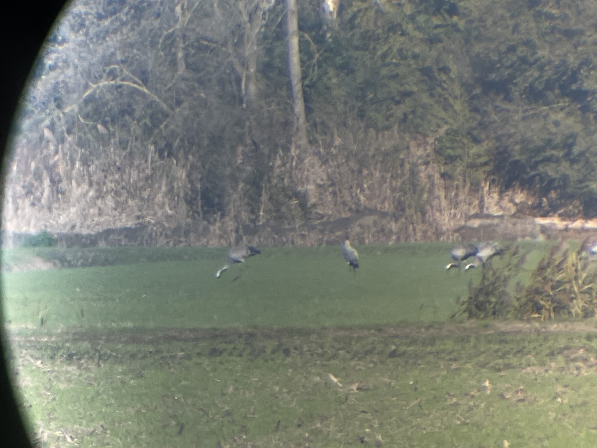 灰鶴 - ML646363182