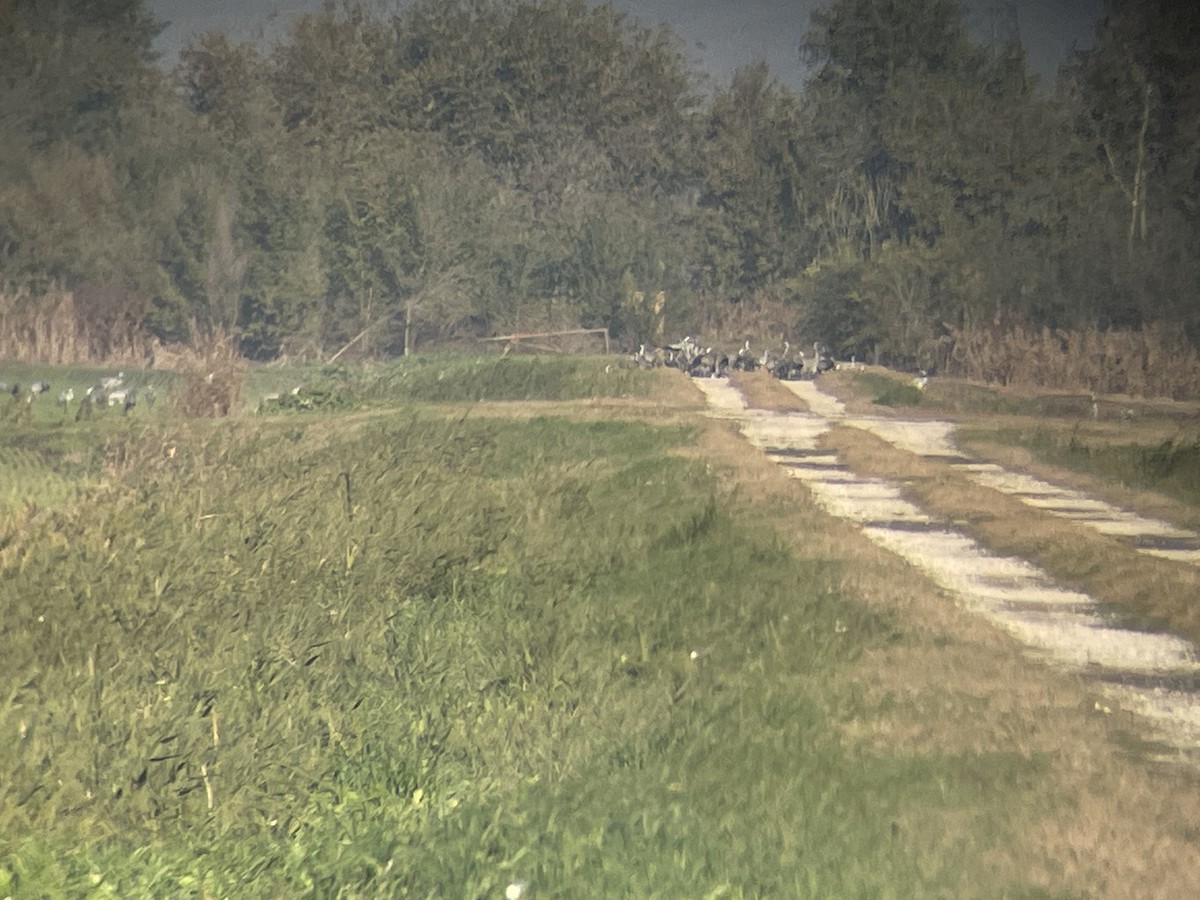 灰鶴 - ML646363183