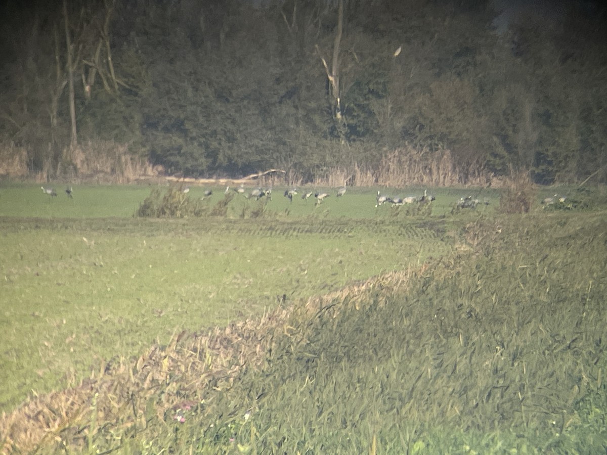 灰鶴 - ML646363184