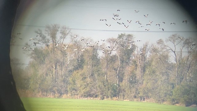 Common Crane - ML646363185