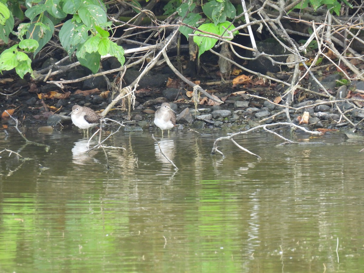 Solitary Sandpiper - ML646363186