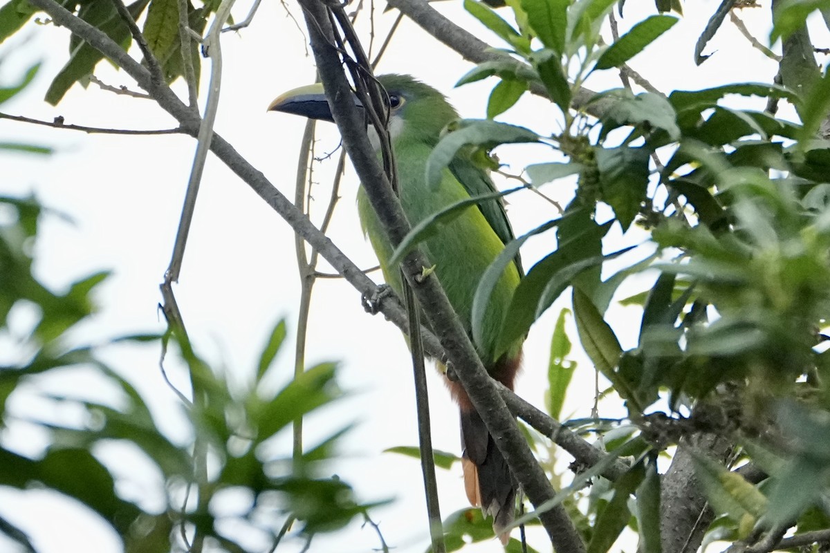 Southern Emerald-Toucanet (Andean) - ML646363187