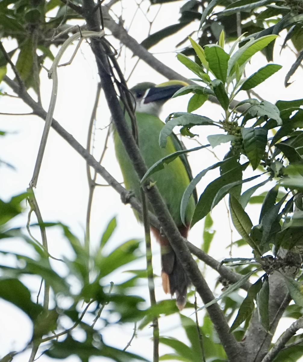 Southern Emerald-Toucanet (Andean) - ML646363188