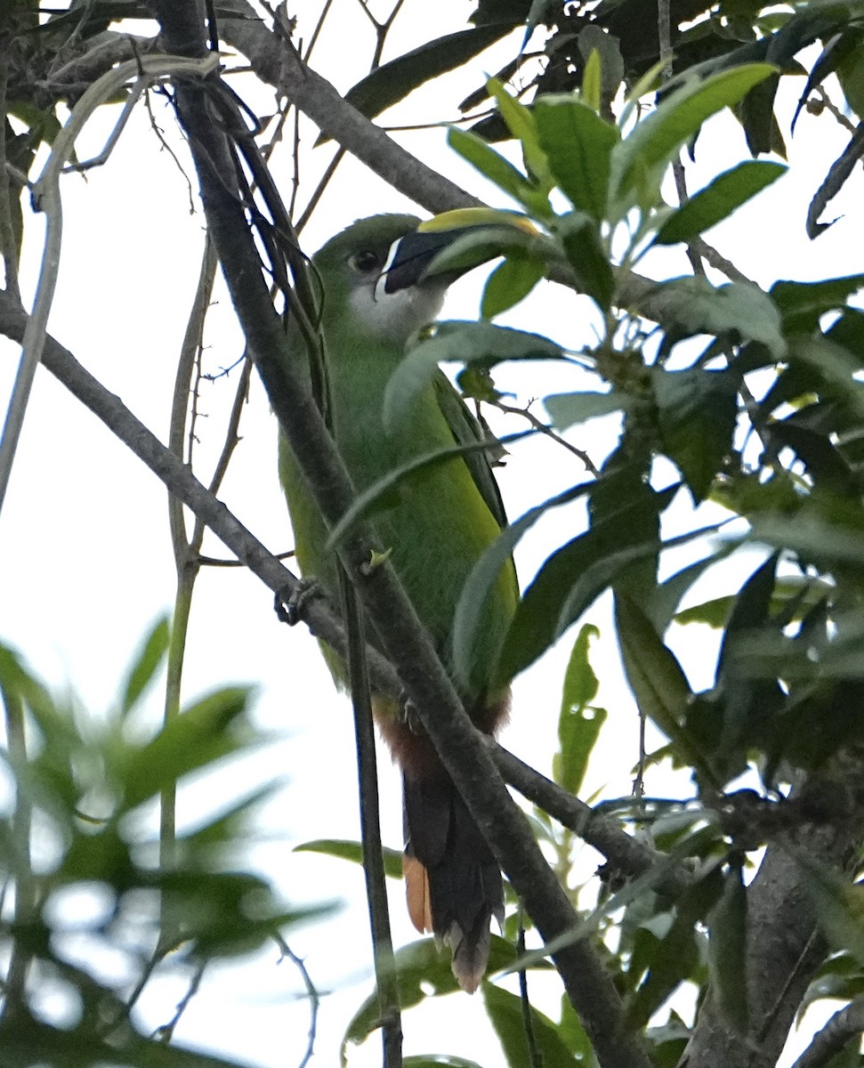 Southern Emerald-Toucanet (Andean) - ML646363189