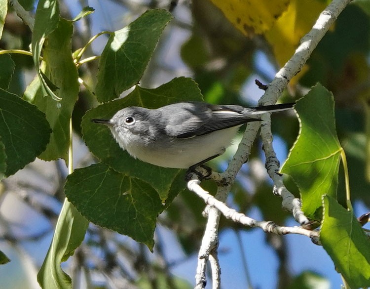 Blue-gray Gnatcatcher - ML646363190
