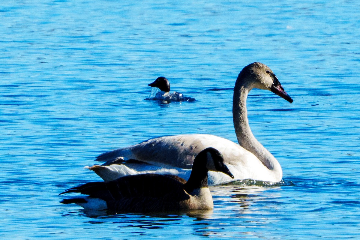 Beltxarga tronpetaria - ML646363191