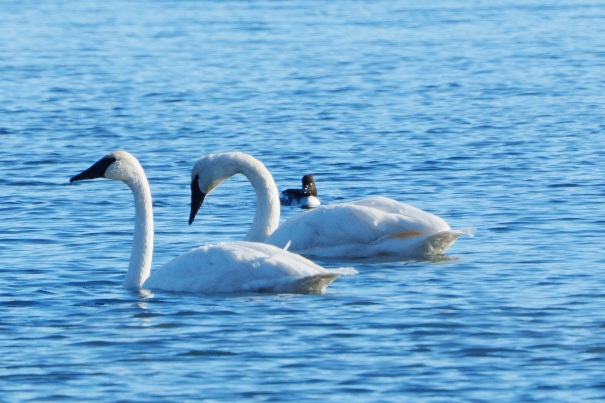 Beltxarga tronpetaria - ML646363192