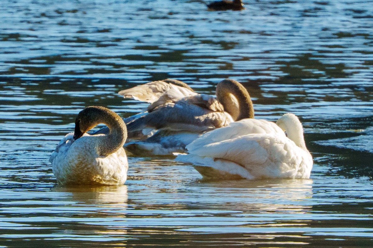 Beltxarga tronpetaria - ML646363193