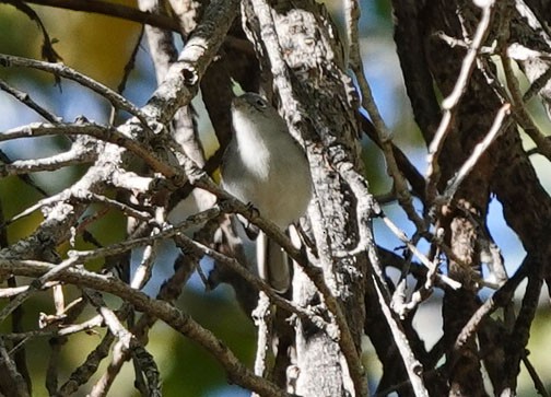Blue-gray Gnatcatcher - ML646363195