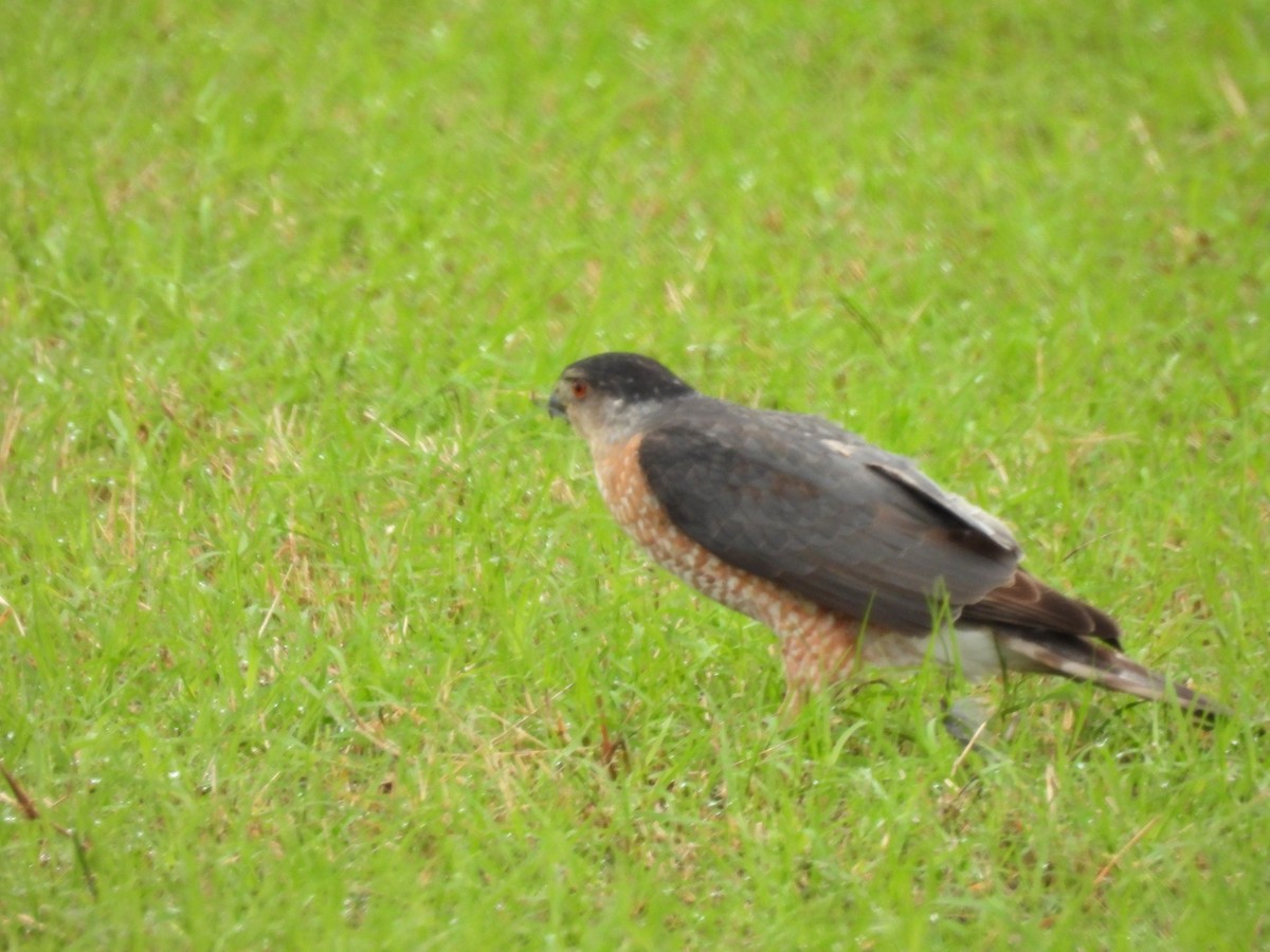 Cooper's Hawk - ML646363196