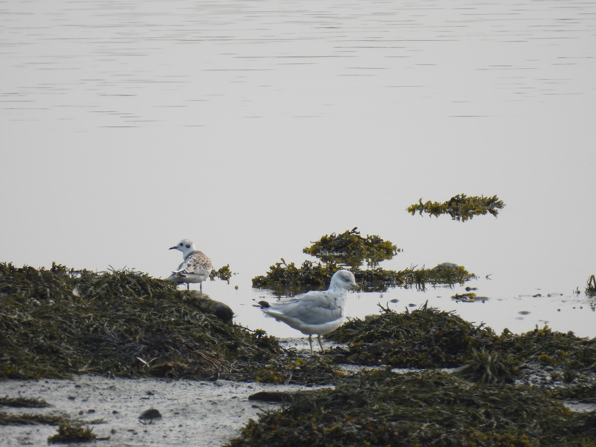 racek Bonapartův - ML646363198