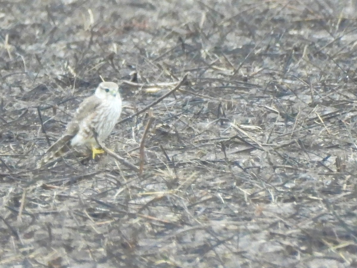 灰背隼 - ML646363202