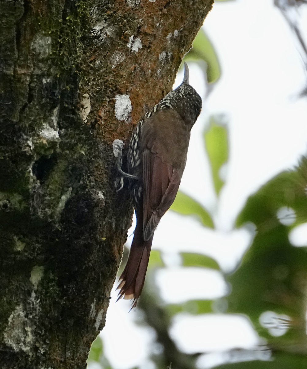 Dağ Tırmaşık - ML646363204