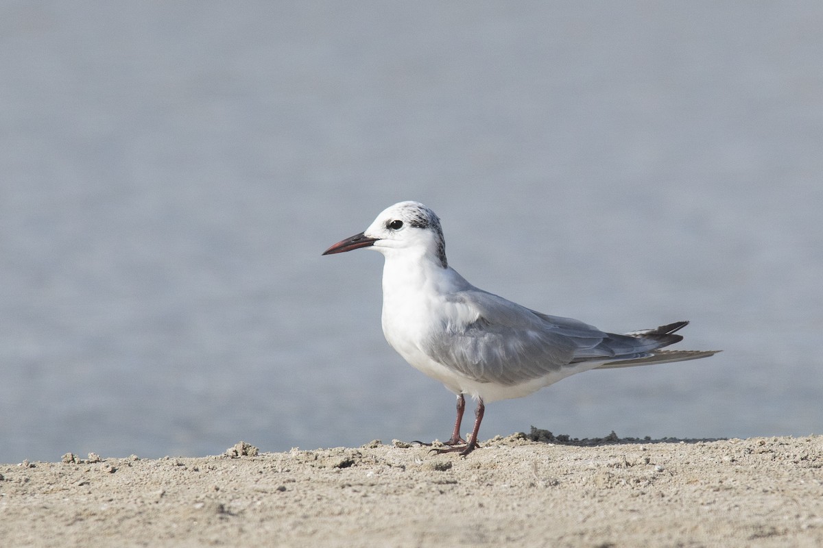 黑腹燕鷗 - ML646363207