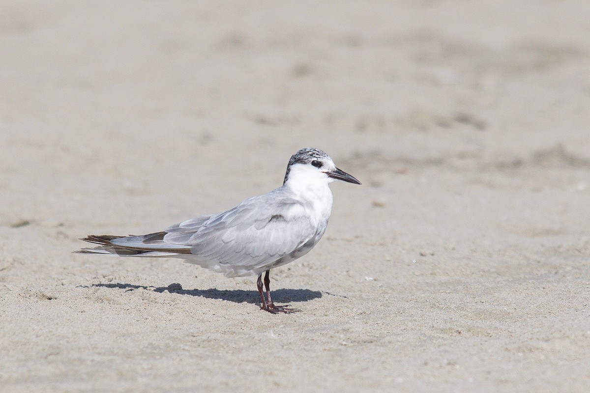 黑腹燕鷗 - ML646363208