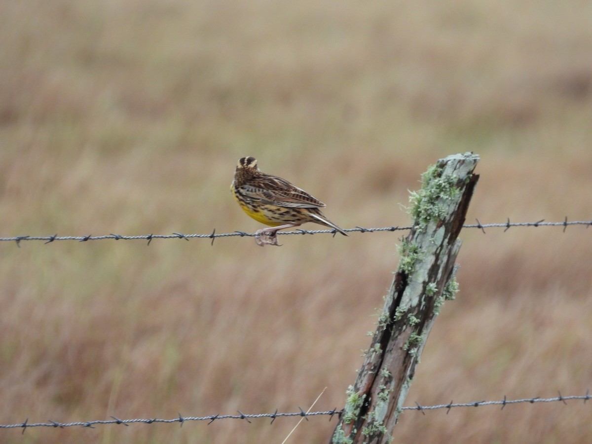 Eastern Meadowlark - ML646363211