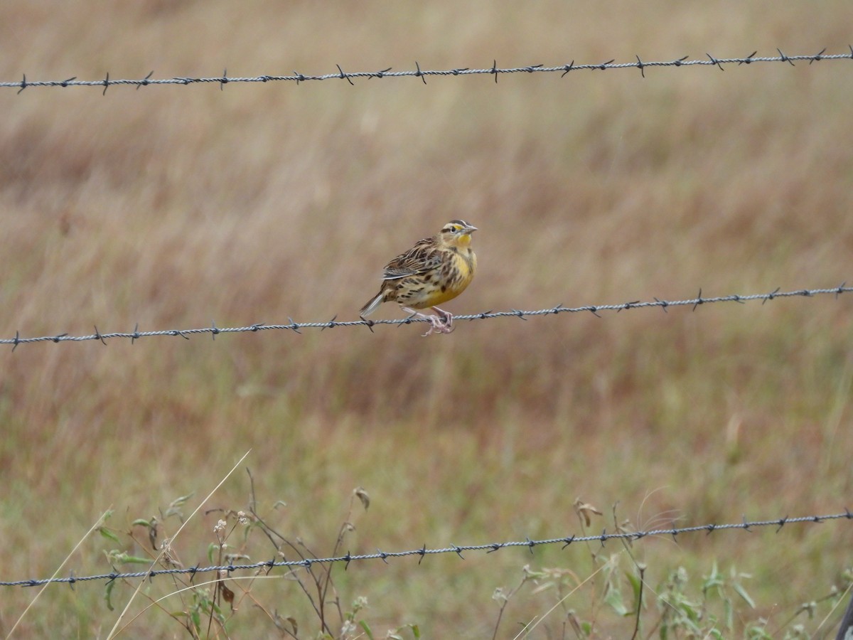 Eastern Meadowlark - ML646363212