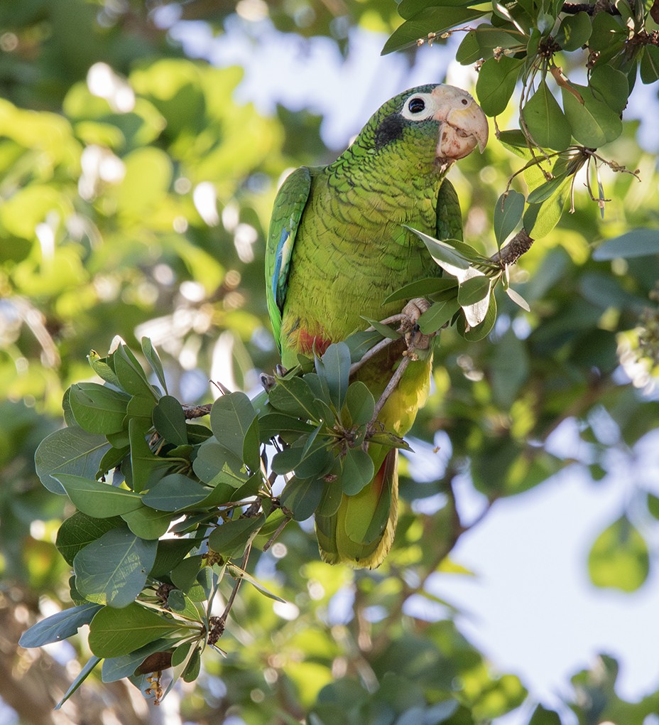 Hispaniolan Amazon - ML646363213