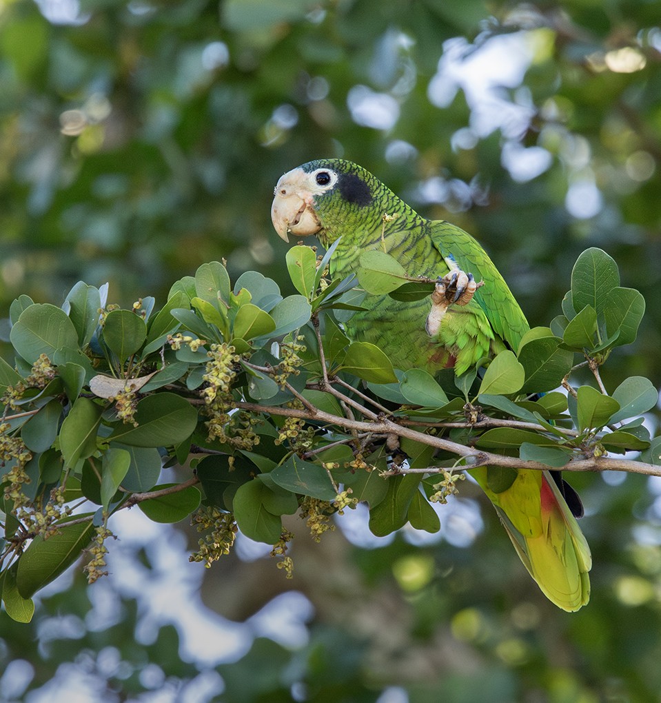Hispaniolan Amazon - ML646363214